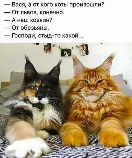 Вася а от кого коты произошли От львов конечно А наш хозяин От обезьяны Господи стыд то какой