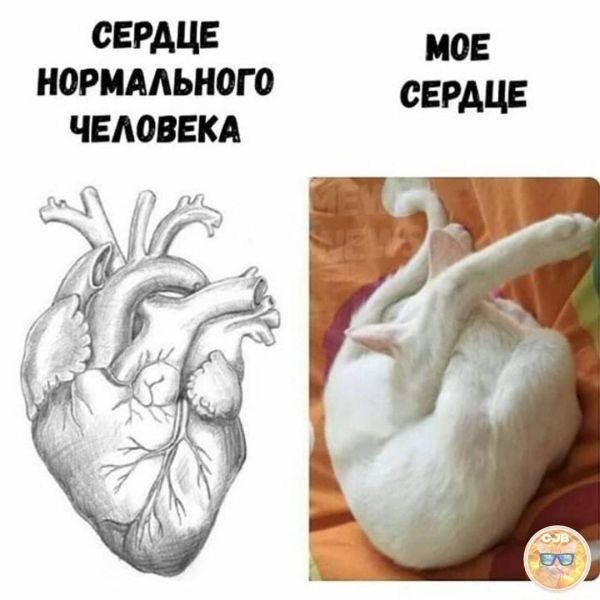 СЕРДЦЕ МОЕ НОРМАЛЬНОГО СЕРДЦЕ ЧЕЛОВЕКА