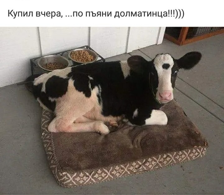 Купил вчера по пъяни долматинца