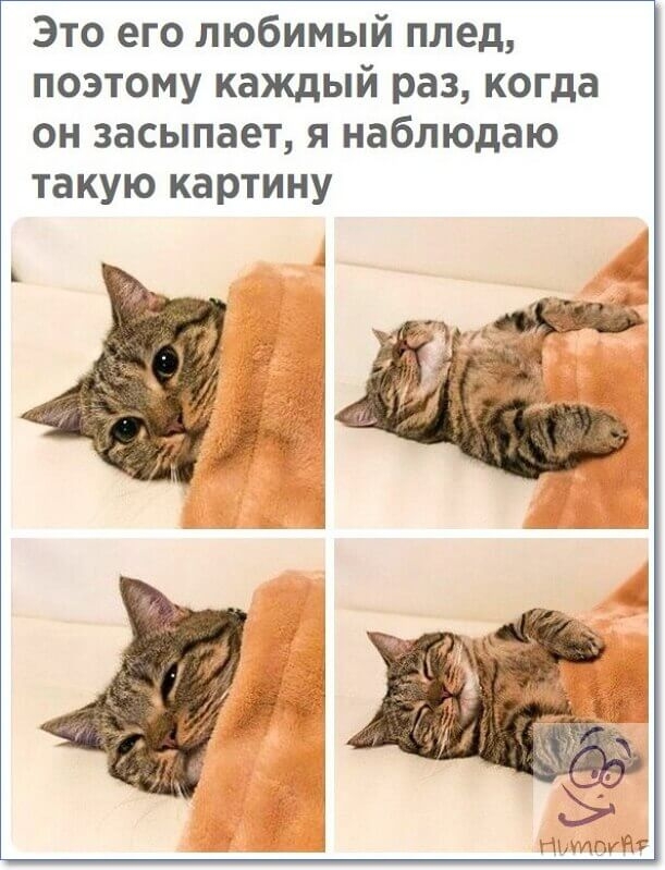 Это его любимый плед поэтому каждый раз когда он засыпает я наблюдаю такую картину Нмггг