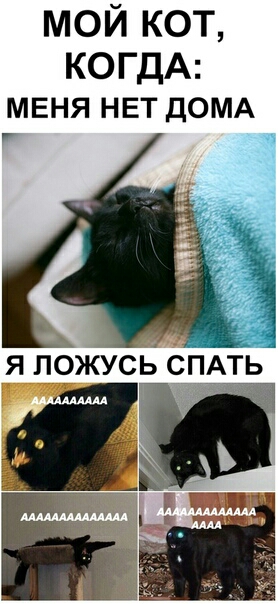 МОЙ КОТ КОГДА меня НЕТ ДОМА ч я ложусв СПАТ__