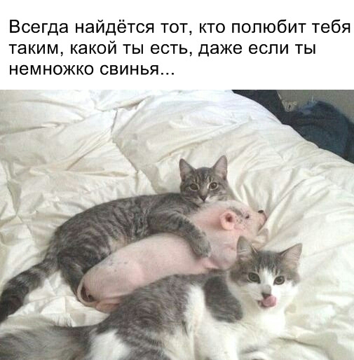 Всегда найдётся тот кто полюбит тебя таким какой ты есть даже если ты немножко свинья