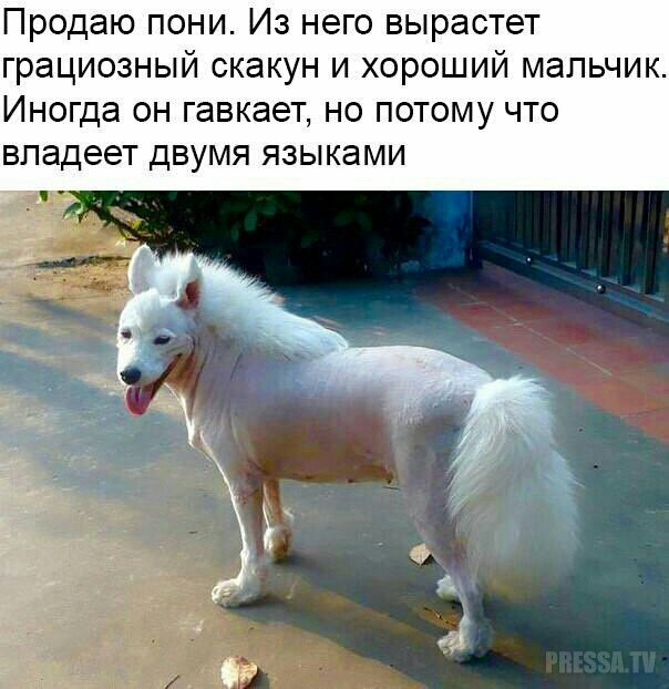 Продаю пони Из него вырастет грациозный скакун и хороший мальчик Иногда он гавкает но потому что владеет двумя языками