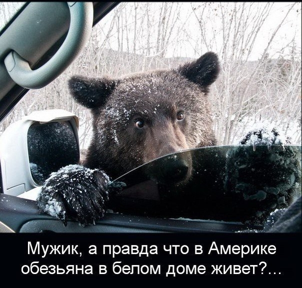 Мужик а правда что в Америке обезьяна в белом доме живет