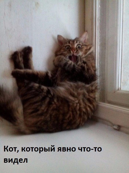 Кот который явно что то видел