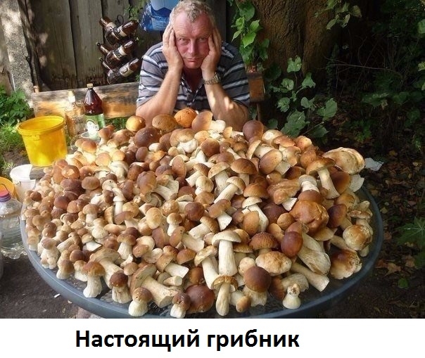 Настоящий грибник