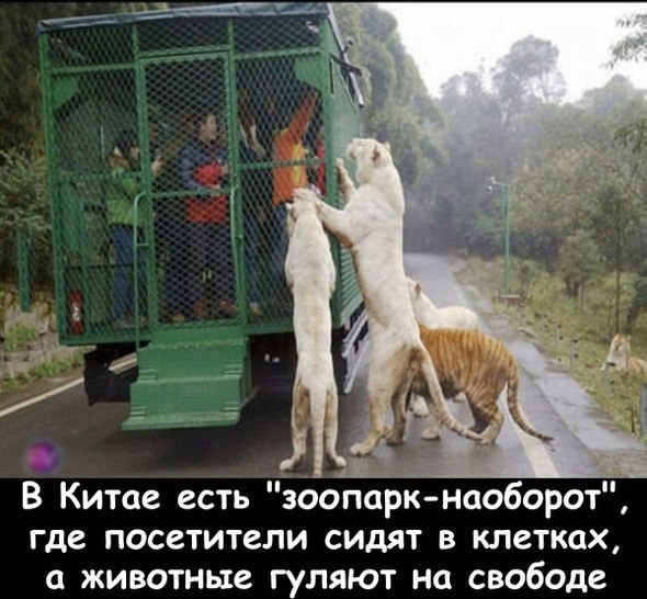 В Китае есть зоопарк наоборот где посетители сидят в клетках животные гуляют на свободе