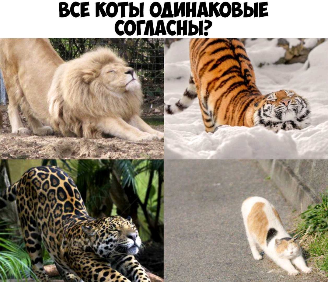ВСЕ КОТ Ы ОДИНАКОВЫЕ СОГЛАСНЫ