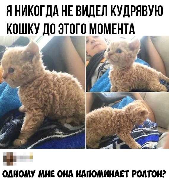 Я НИКПГДА НЕ ВИДЕЛ КУДРНВУЮ КПШКУ ДП ЗТПГЦМПМЕНТА _ _ за ОШОМУ МНЕ ОНА НАПОМИНАЕТ РОАТОН