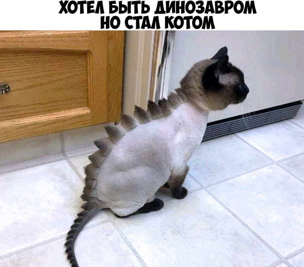 хотел выть диноздвром но стм котом