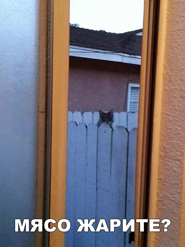 МЯСО ЖАРИТЕ