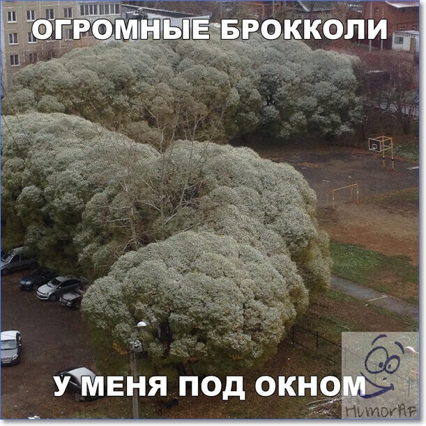 помог