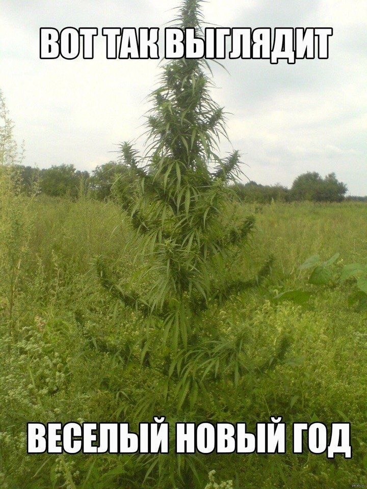 ВЕеЕпьпй новый год