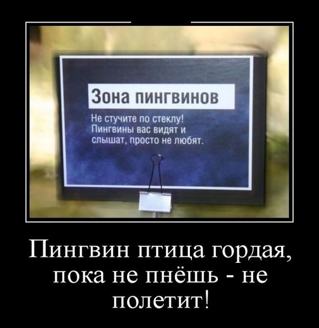 Зона пингвинов На стучитв по стеклу Пингвины вас видят и слышат просто не пюбяг Пингвин птица гордая пока не пнёшь не полетит