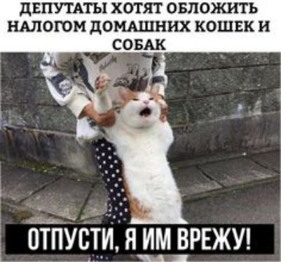 дЕПУТАТЫ ХОТЯТ ОБЛОЖИТЬ НАЛОГОМ ДОМАШНИХ КОШЕК и _ _ бТПУггтИ58РЕЖУ1_