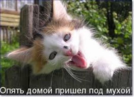 Опять домой п ишел под м хой