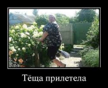 Тёща прилетела