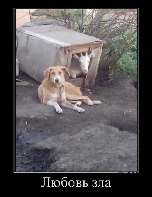 Любовь зла