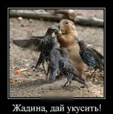 Жэдина дай укусить