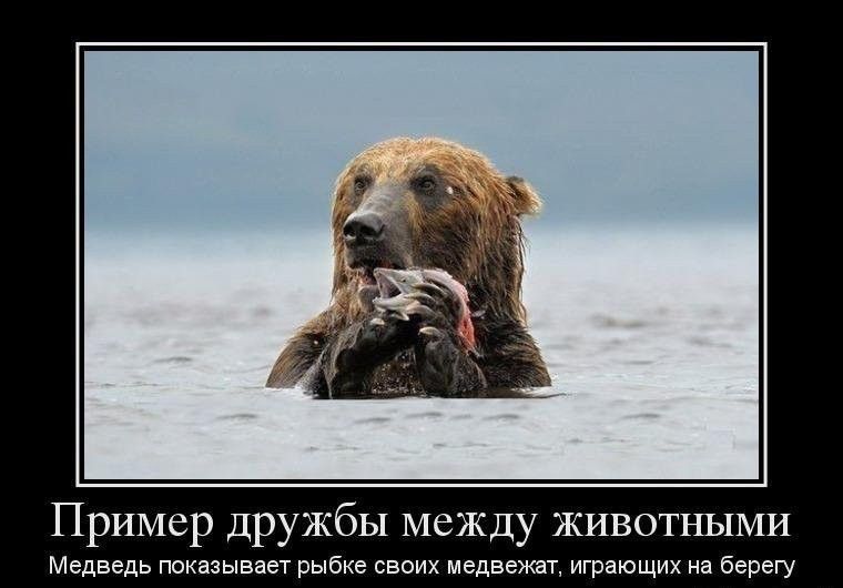 Пример дружбы между ЖИВОТНЫМИ Медведь показывает рыбке своих медвежат играющих на берегу