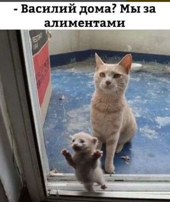 Василий дома Мы за алиментами
