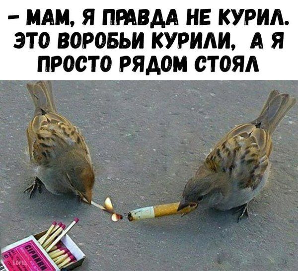 МАМ Я ПРАВАА НЕ КУРИА ЭТО ВОРОБЬИ КУРИЛИ А Я ПРОСТО РЯДОМ ОТОЯА