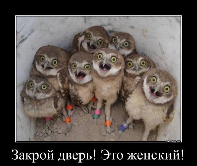Закрой дверь Это женский