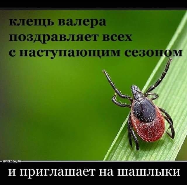 И приглашает на ШЕШЛЬПСИ