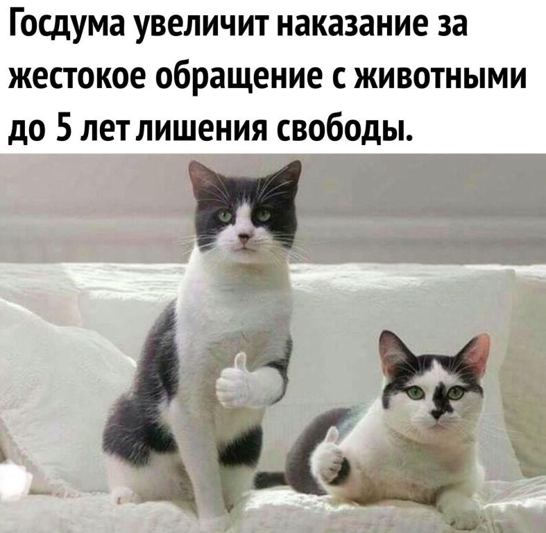 Госдума увеличит наказание за жестокое обращение с животными до 5 лет лишения свободы