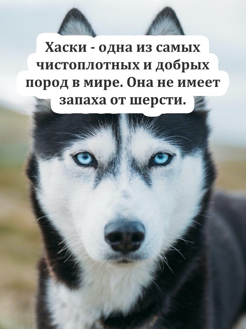 Хаски одна из самых чистоплотных и добрых пород в мире Она не имеет _ запаха от шерсти