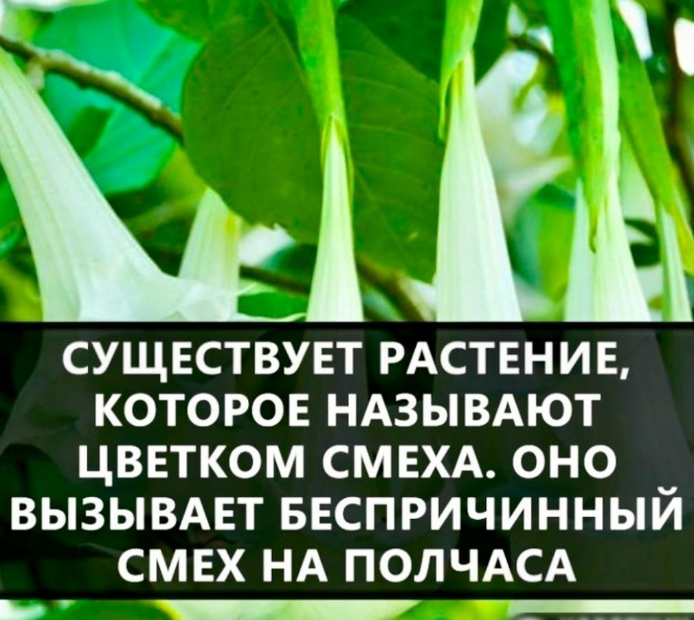 СУЩЕСТВУЕТ РАСТЕНИЕ КОТОРОЕ НАЗЫВАЮТ ЦВЕТКОМ СМЕХА ОНО ВЫЗЫВАЕТ БЕСПРИЧИННЫЙ СМЕХ НА ПОЛЧАСА Ь __ _