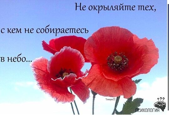 Не окръияйте тех С КВМ не собираетесь В небо тю _ихпппгияЁ
