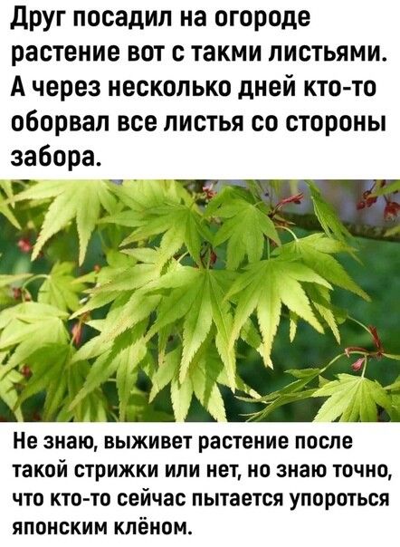 друг посадил на огороде растение вот с такми листьями А через несколько дней ктото оборвал все листья со стороны забора Не знаю выживет растение после такой стрижки или нет но знаю точно что кто то сейчас пытается упороться японским клёном