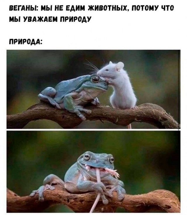 ВЕГАНЫ МЫ НЕ ЕАИМ ЖИВОТНЫХ ПОТОМУ ЧТО МЫ УВАЖАЕМ ПРИРОАУ ПРИРОДА
