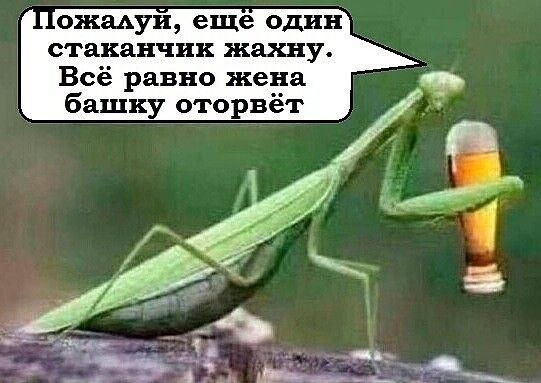 ожадуи еще один стаканчик жахну Всё равно жена башку оторвёт