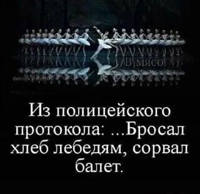 Из полицейского протокола Бросал хлеб лебедям сорвал балет