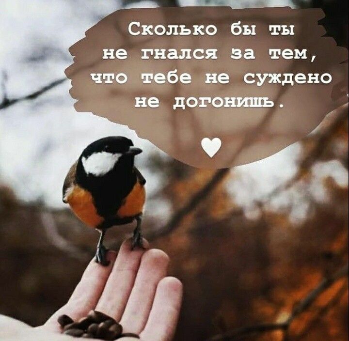 _ Сколько бы ты не гнался за тем чщэіебе не суждено не
