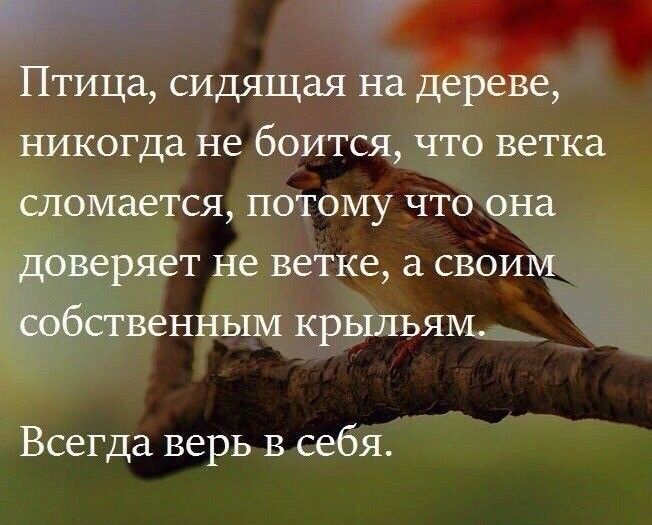 Птица сидящая на дЁреве никогда не боится что ветка сломается потому что она доверяет не ветке а своим жбственным крыльям Всегда верь в себя