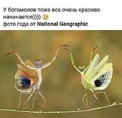 У богомолов тоже все очень красиво начинается фото года от Маііопаі Сеоугариіс