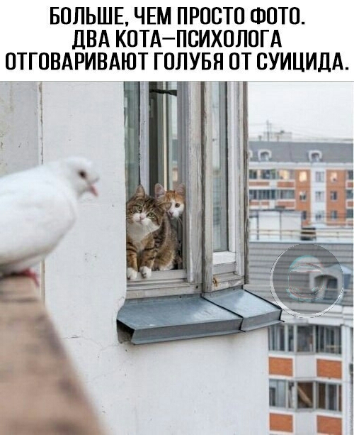 БОЛЬШЕ ЧЕМ ПРОСТО ФОТО ДВА КОТАПСИХОЛОГА ОТ СУИЦИДА ОТГОВАРИВАЮТ ГОЛУБЯ