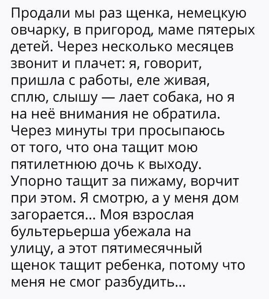 Продали мы раз щенка немецкую овчарку в пригород маме пятерых детей Через несколько месяцев звонит и плачет я говорит пришла с работы еле живая сплю слышу лает собака но я на неё внимания не обратила Через минуты три просыпаюсь от того что она тащит мою пятилетнюю дочь к выходу Упорно тащит за пижаму ворчит при этом Я смотрю а у меня дом загорается Моя взрослая бультерьерша убежала на улицу а этот