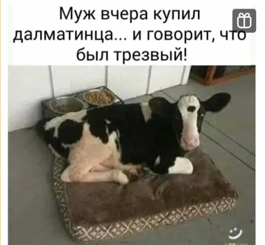 Муж вчера купил далматинца и говорит ч был трезвый