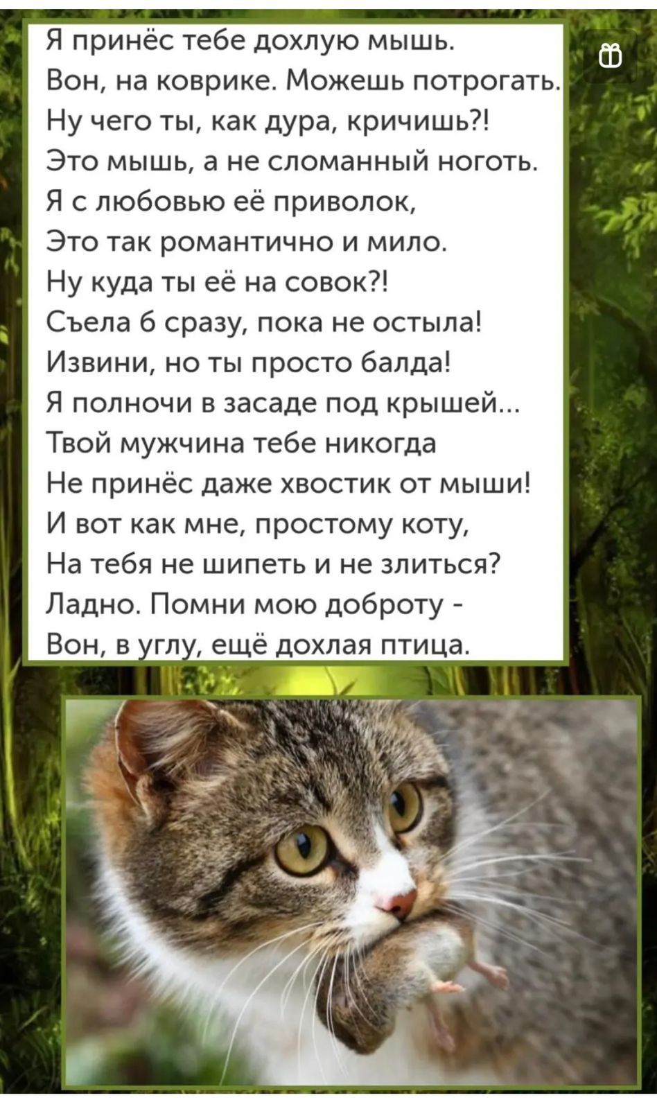 Я принёс тебе дохлую мышь Вон на коврике Можешь потрогать Ну чего ты как дура кричишь Это мышь 3 не сломанный ноготь Я с любовью ее приволок Это так романтично и мило Ну куда ты ее на совок Сьепа б сразу пока не остыпа Извини но ты просто банда Я полночи в засаде под крышей Твой мужчина тебе никогда Не принес даже хвостик от мыши И вот как мне простому коту На тебя не шипеть и не злиться Ладно Пом