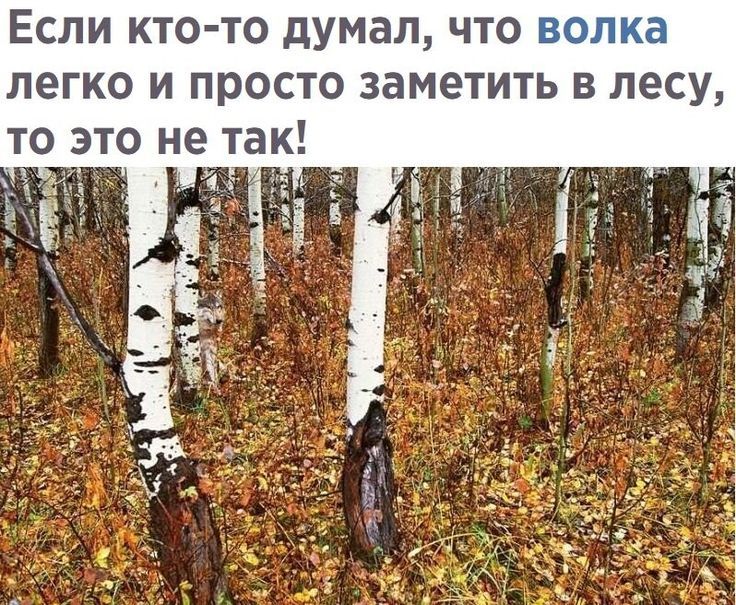 Если кто то думал что волка легко и просто заметить в лесу то это не так ъ