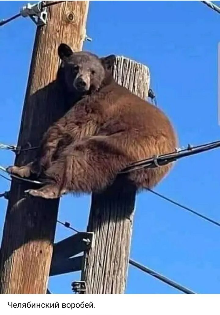 Челябинский воробей