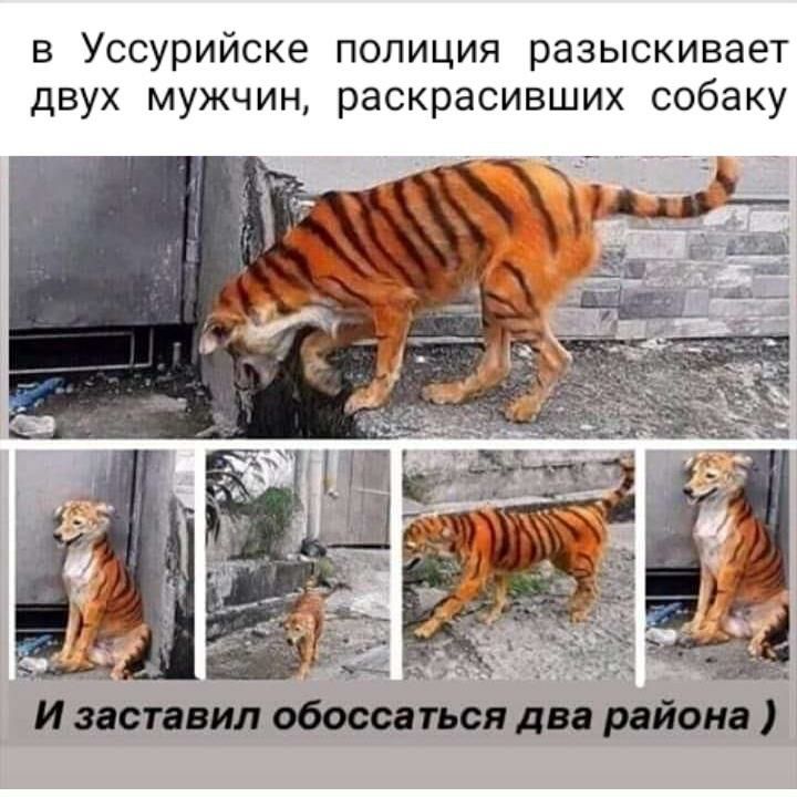 В УССУРИЙСКЭ ПОЛИЦИЯ РЭЗЫСКИВЭЕТ дВУХ МУЖЧИН раскрасивших собаку И заставил общаться два района