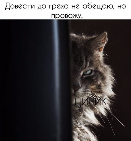 Довести до греха не обещаю но провожу