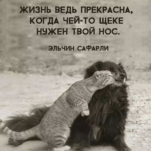 жизнь ведь ПРЕКРАСНА когдА ЧЕЙ ТО щеке ннжвн твой нос ЭЛЬЧИН САФАРЛИ