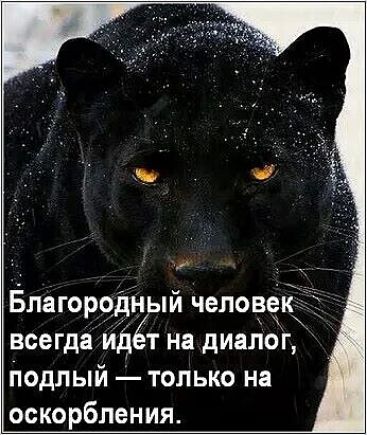Благородный человек __ всегда ид т на диалог подлый только на оскорбления