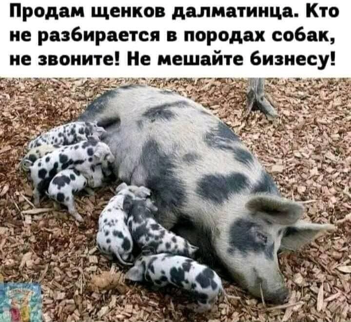 Продам щенков далматинца Кто не разбирается в породах собак не звоните Не мешайте бизнесу и пи _